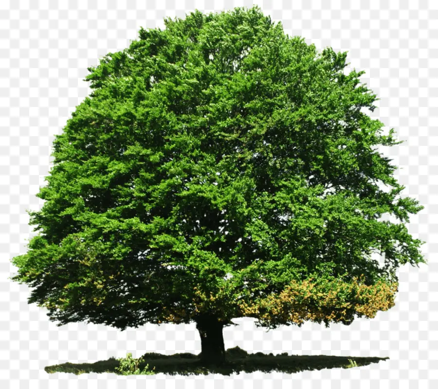 شجرة，نفضي PNG
