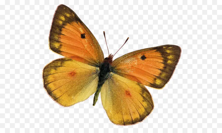 العاهل الفراشة，Lycaenidae PNG