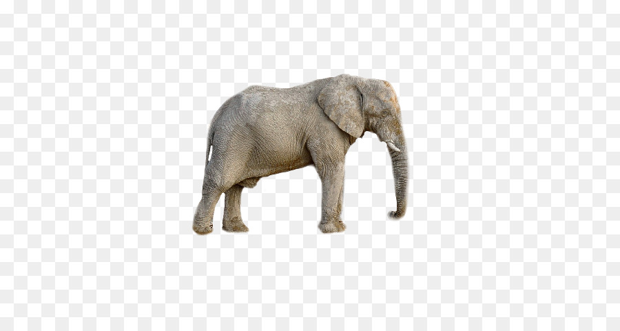 فيل أفريقي，الفيل PNG