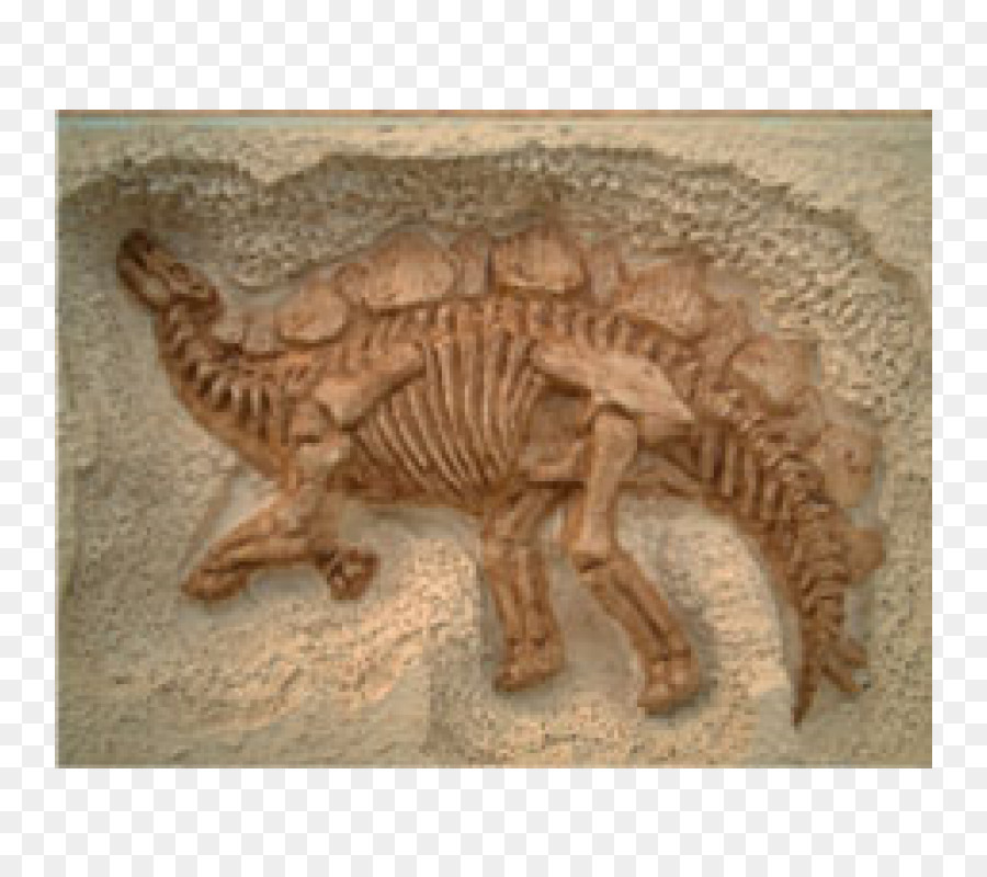 ستيجوسورس，ديناصور PNG