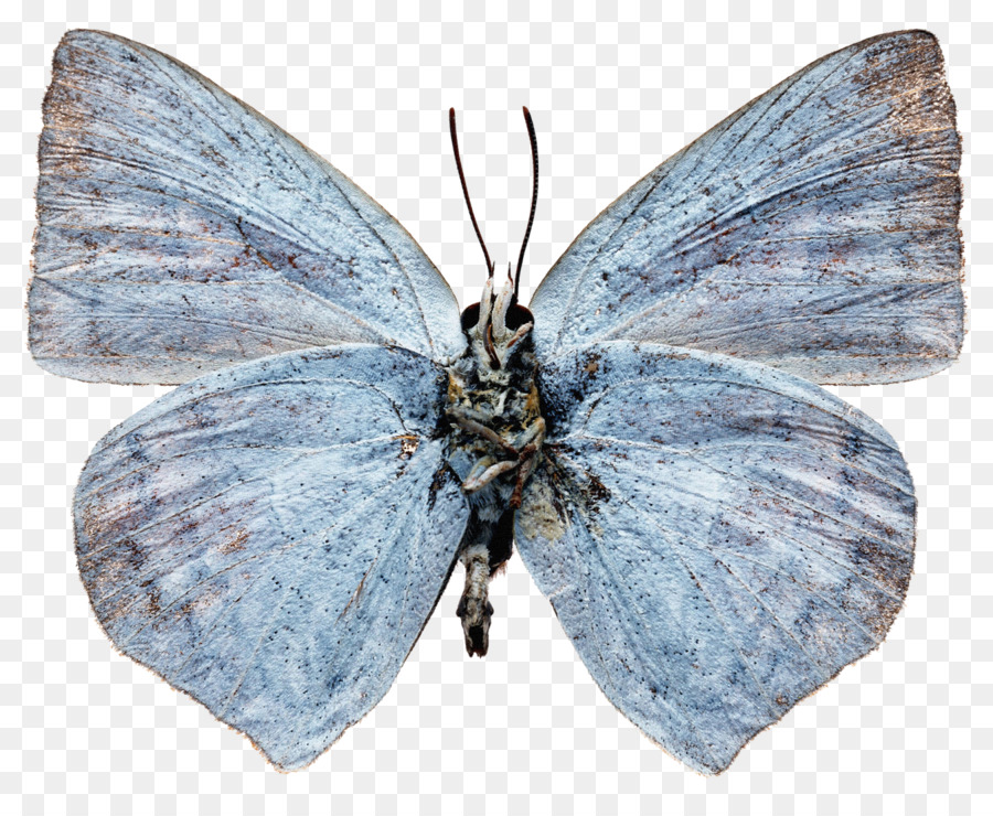 Lycaenidae，Nymphalidae PNG