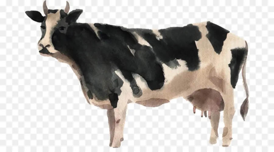 الأبقار الحلوب，الماشية PNG