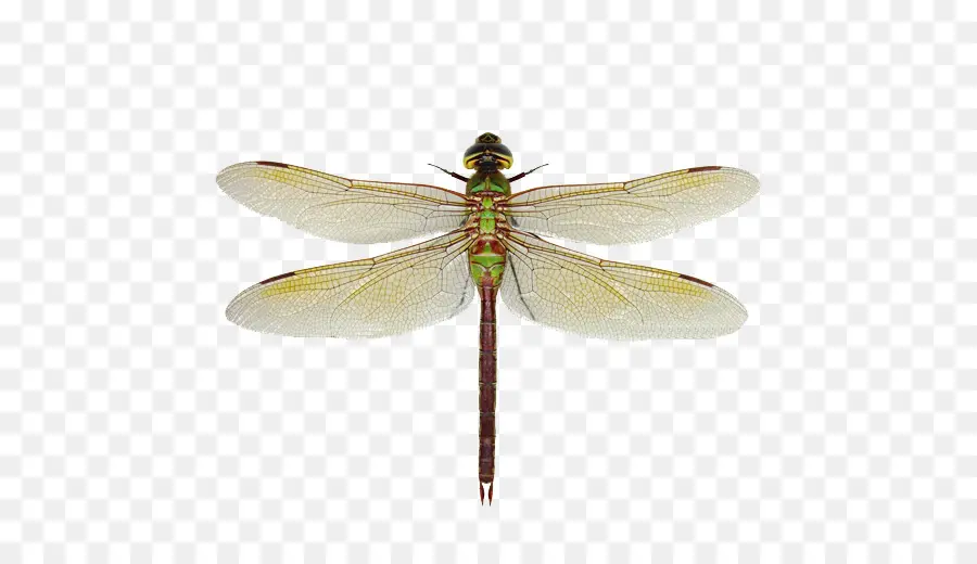 الأخضر Darner，اليعسوب PNG