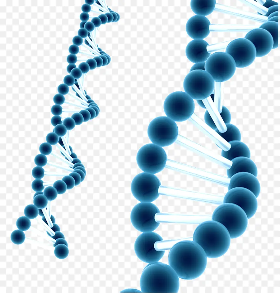 حبة，الغزو الجينات المرتبطة Rna PNG