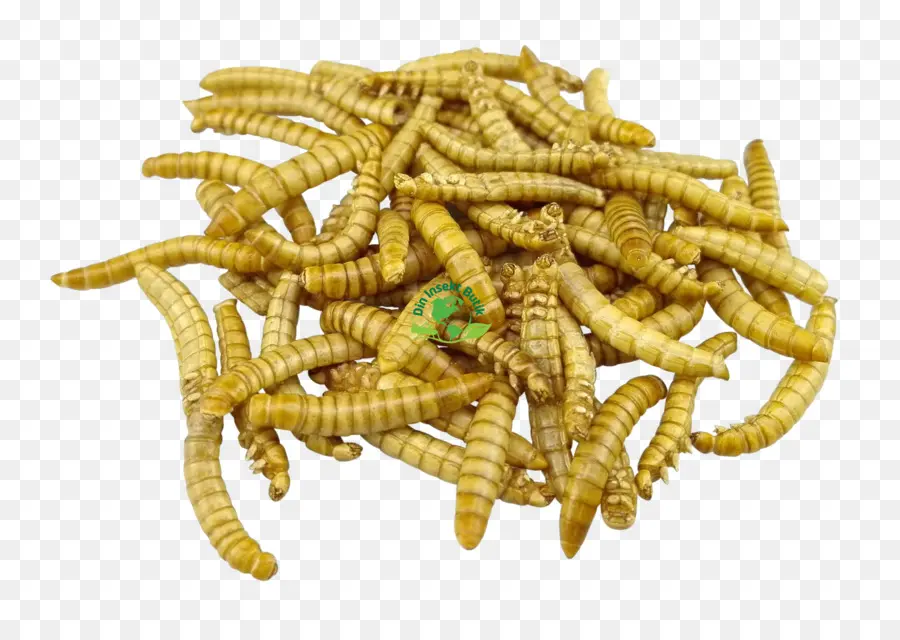 Mealworm，الحشرات PNG