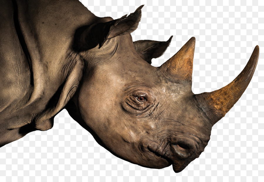 وحيد القرن，بوق PNG