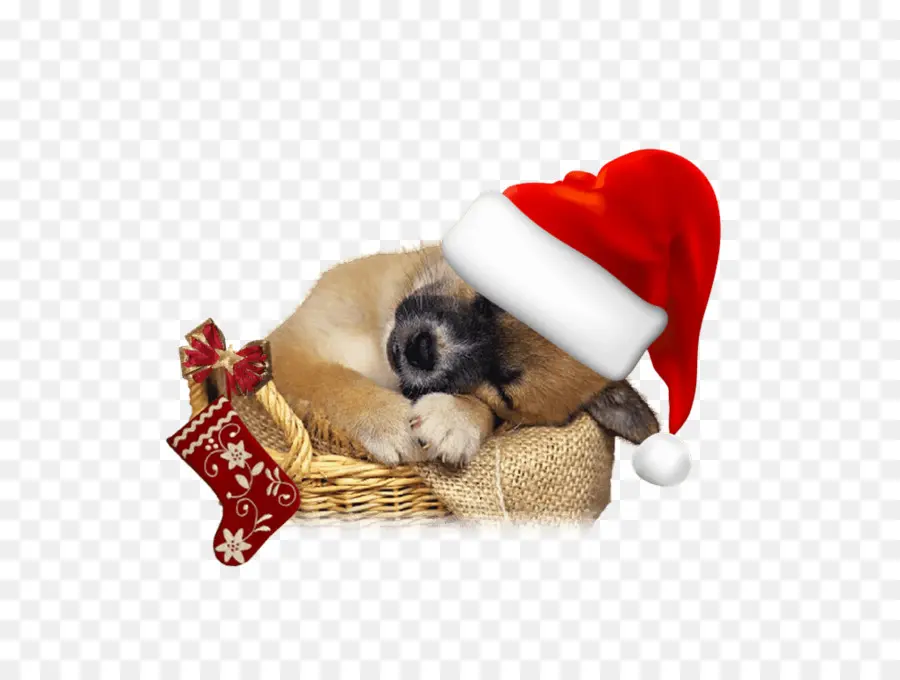 الكلب，عيد الميلاد PNG