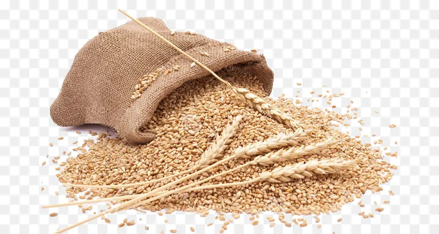طحين القمح الكامل，القمح PNG