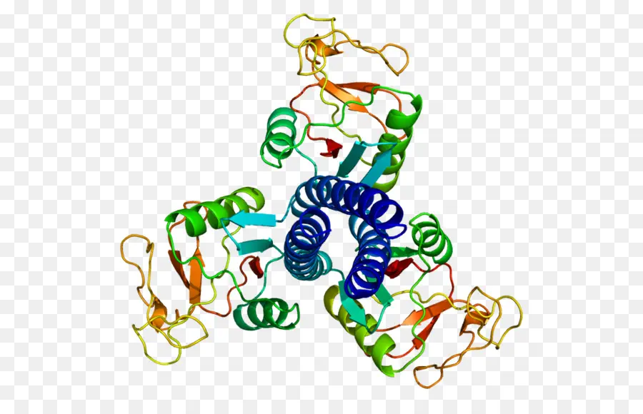 السطحي البروتين D，بالسطح البروتين PNG