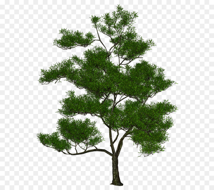 شجرة，3d رسومات الحاسوب PNG