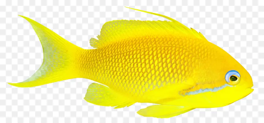 ذهبية，الأسماك PNG