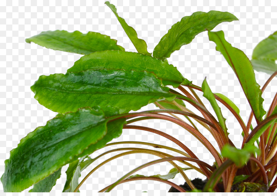 Cryptocoryne Wendtii，الحوض PNG