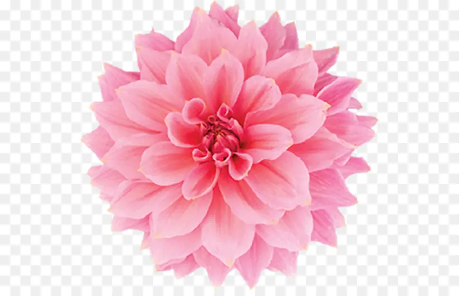 قرنفل，ازهار زهرية اللون PNG