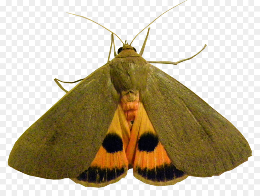 Nymphalidae，Hofmannophila Pseudospretella PNG