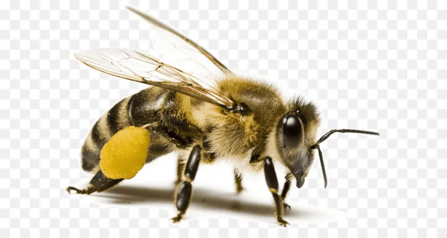 النحل，تمديد أنبوب PNG