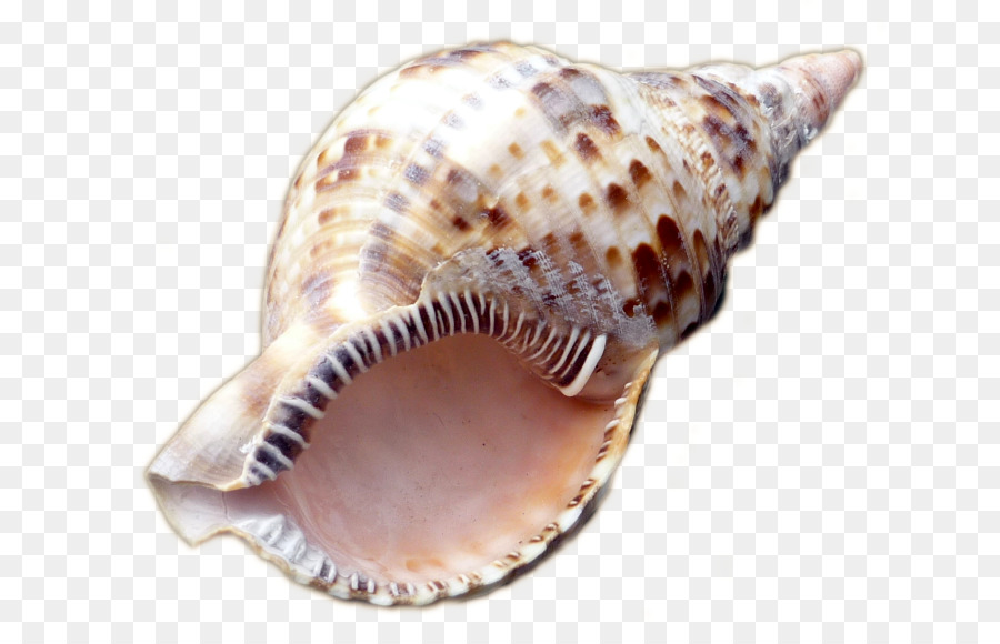 الحلزون البحر，Conchology PNG