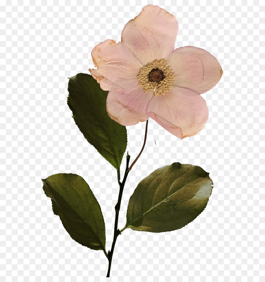 زهرة，Centifolia الورود PNG