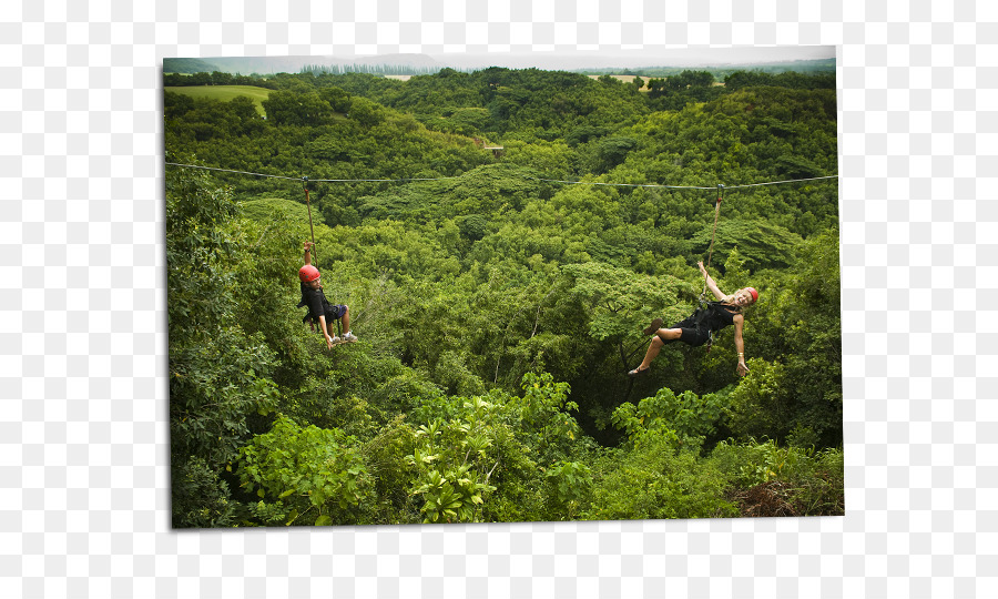 Zipline سفاري，تجار الملابس كاواي PNG