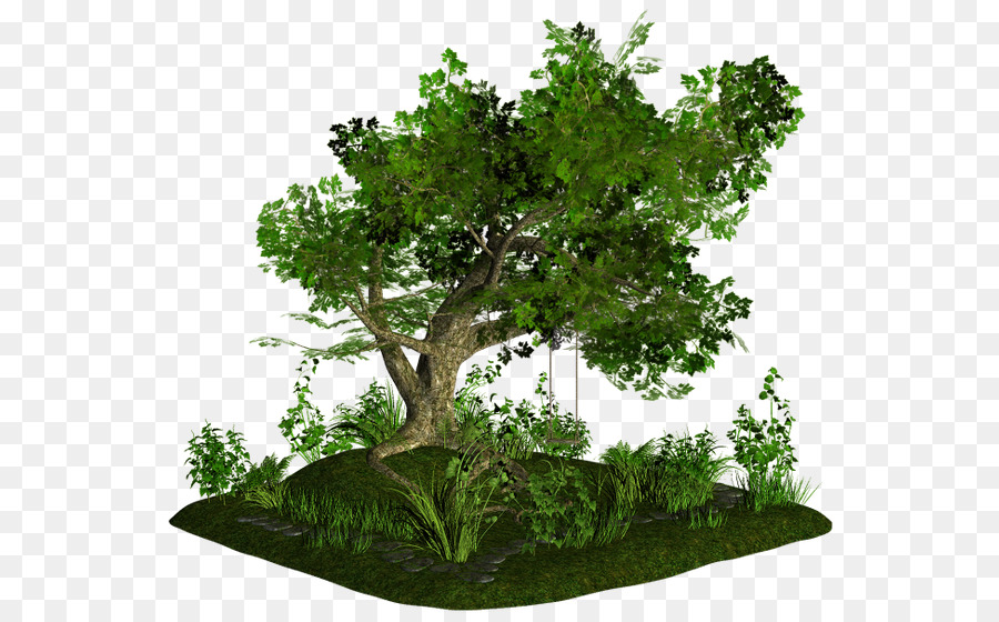 بونساي，شجرة PNG