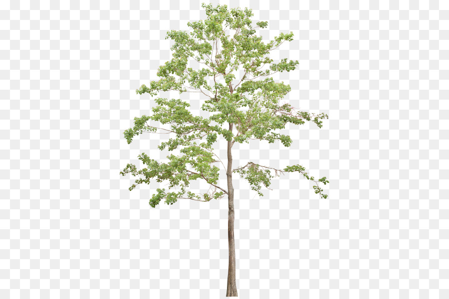 غصين，شجرة PNG