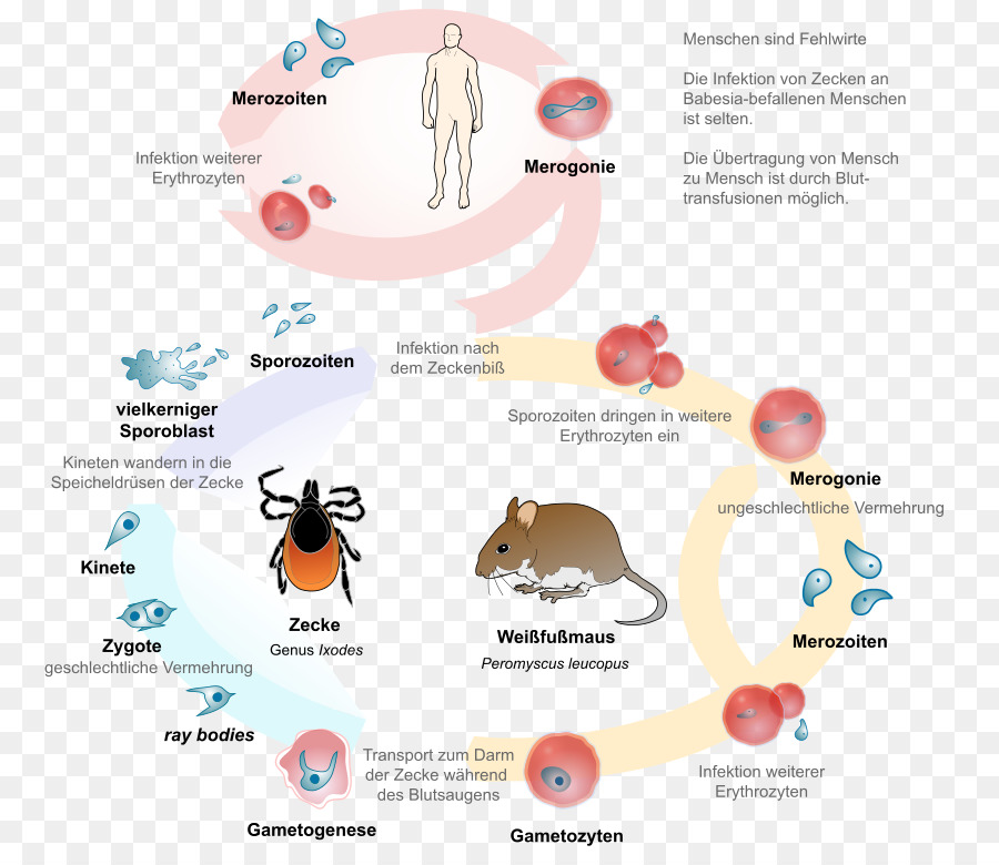 Babesiosis，Babesia PNG