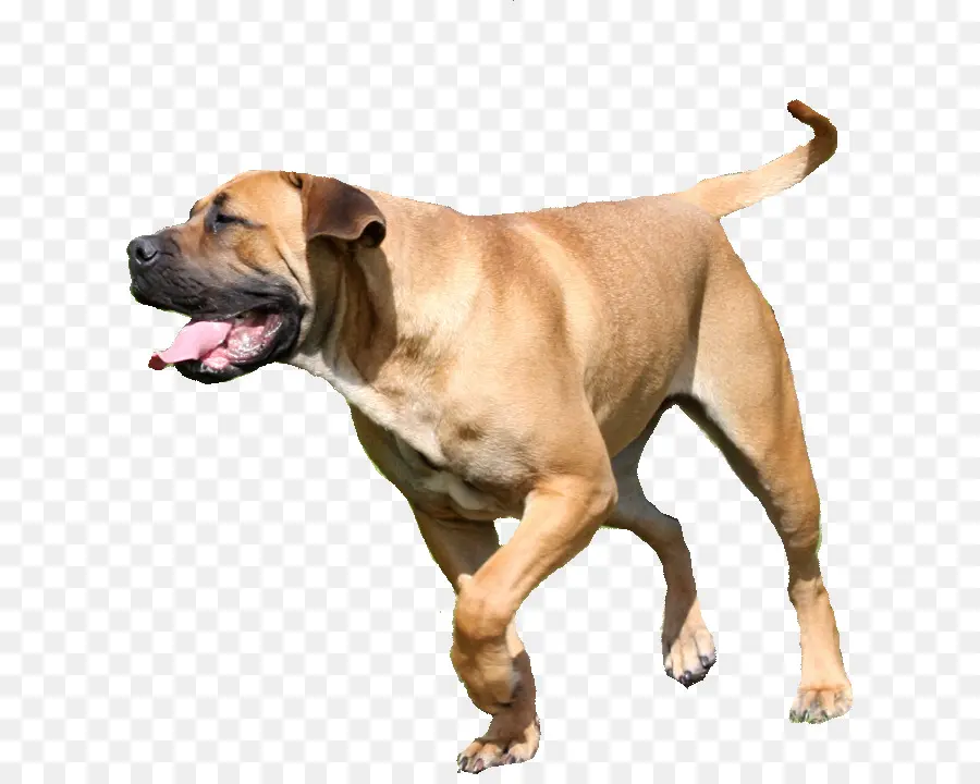 Boerboel，الكلب تولد PNG
