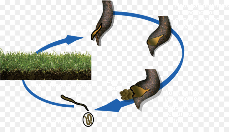 Rootknot الخيطية，الديدان PNG