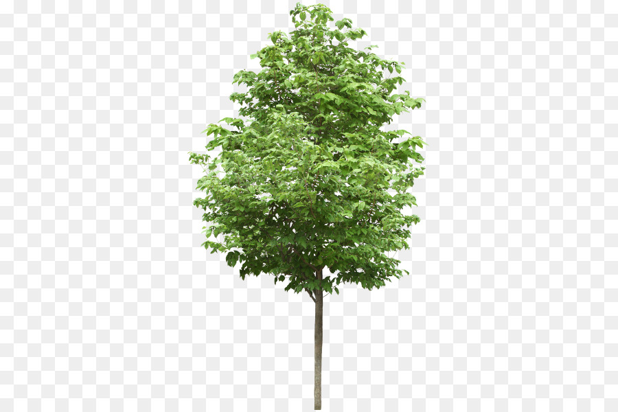 شجرة，أشجار الزيزفون PNG