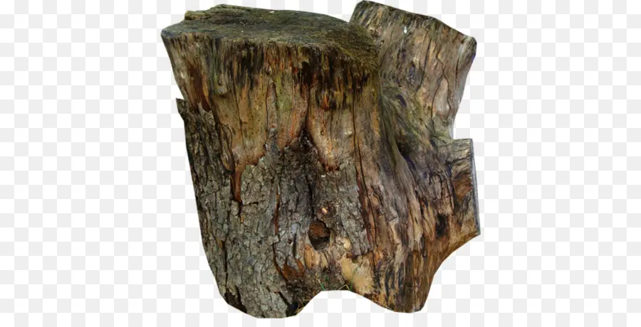 شجرة，الخشب PNG