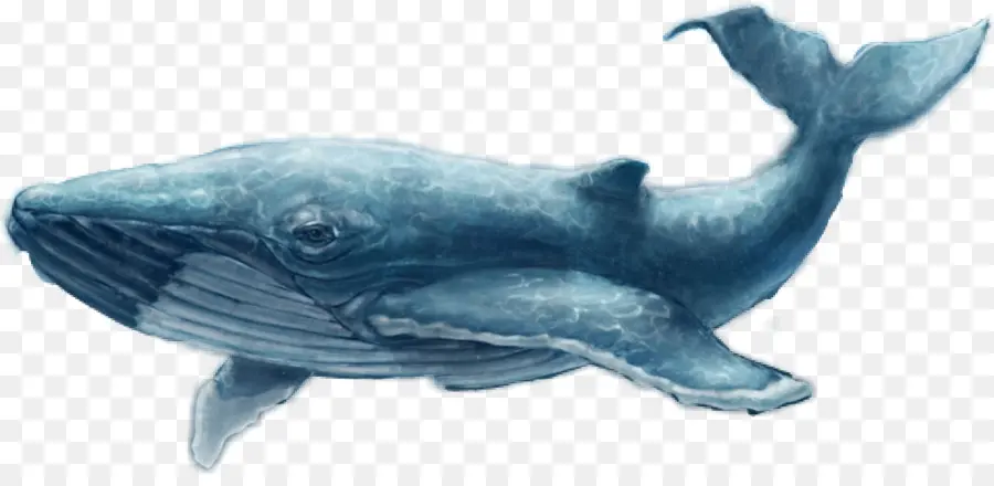 المشتركة للدلافين，الحوت الأزرق PNG