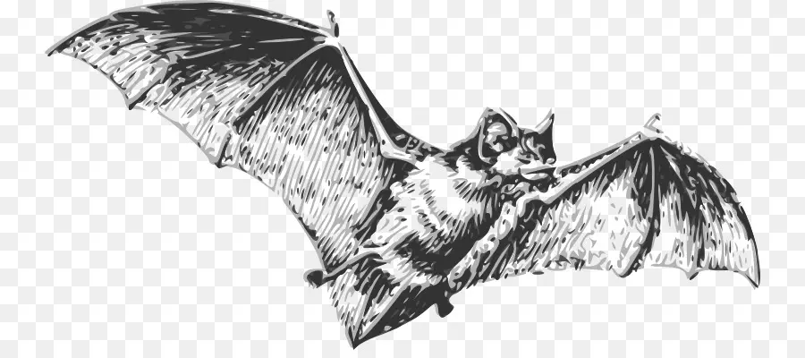 الخفافيش，الرسم PNG