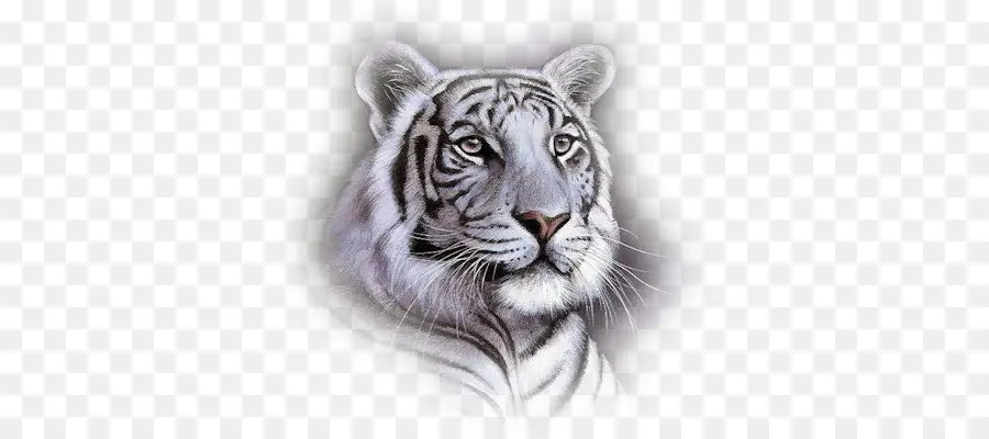 النمر الأبيض，نمر البنغال PNG