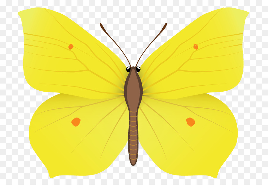 العاهل الفراشة，فراشة PNG