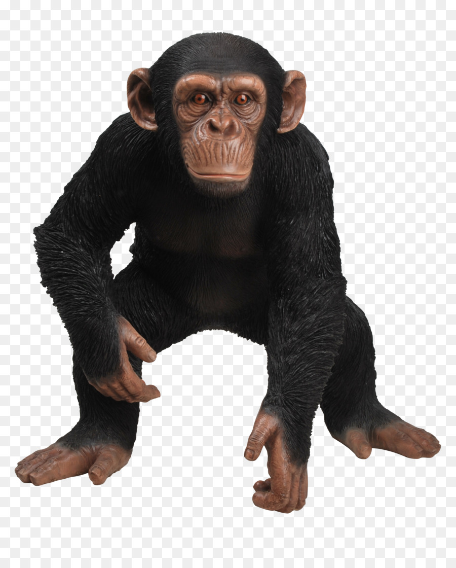 الشمبانزي，زخرفة PNG