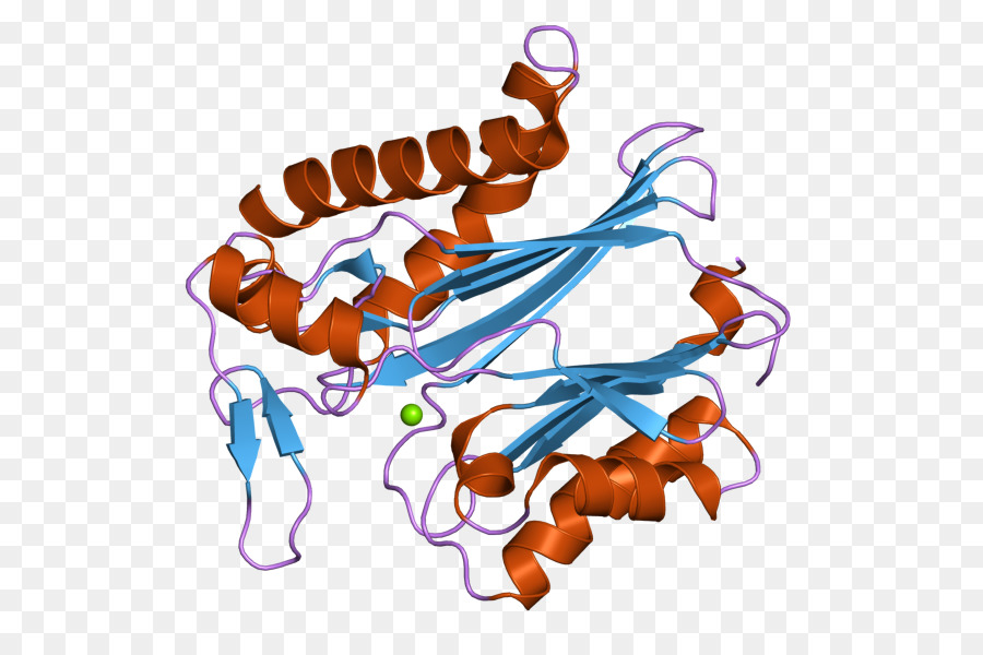 Ppm1k，البروتين الفوسفاتيز PNG