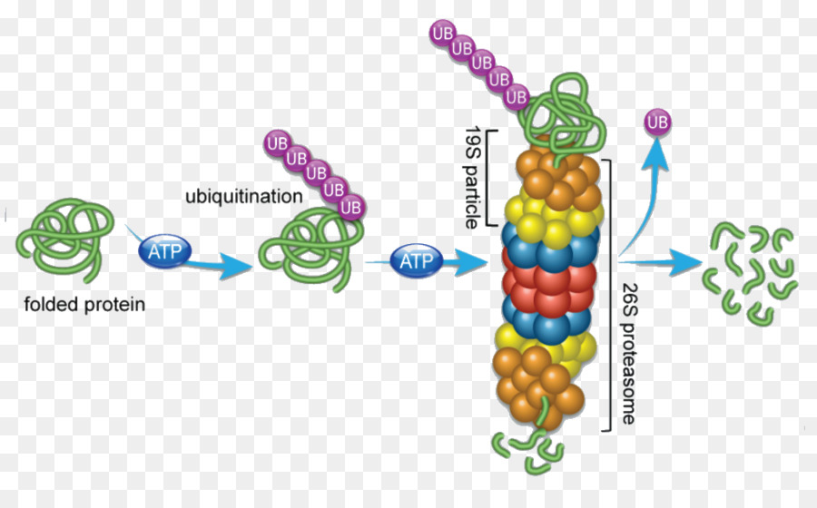 Protestasis，معقد بروتيني في الخلية PNG