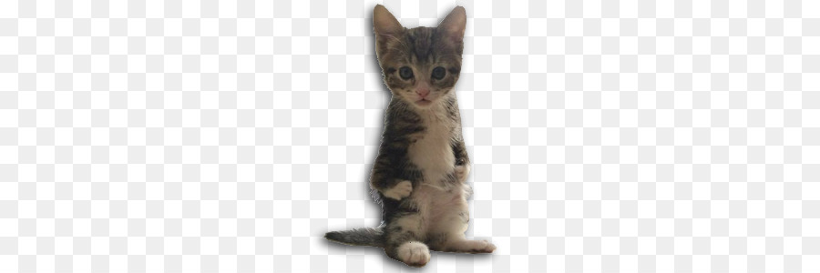 American Wirehair，ديفون ريكس PNG