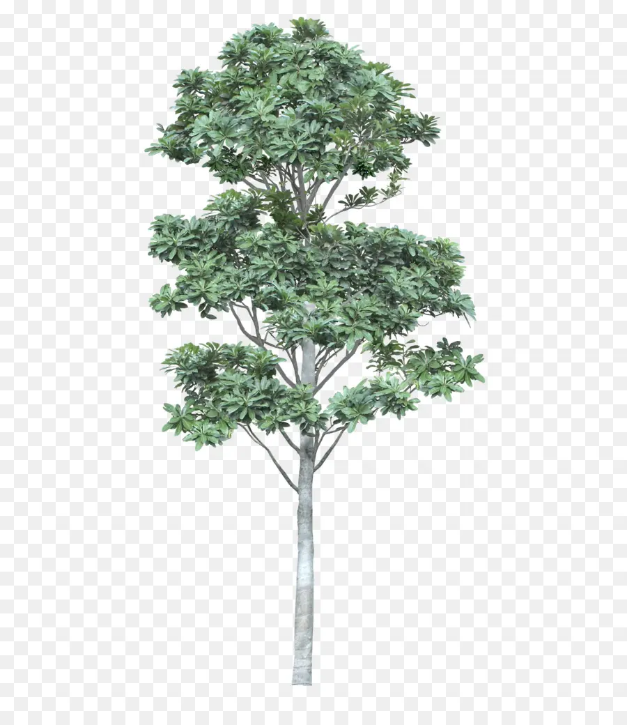 شجرة，العمارة PNG