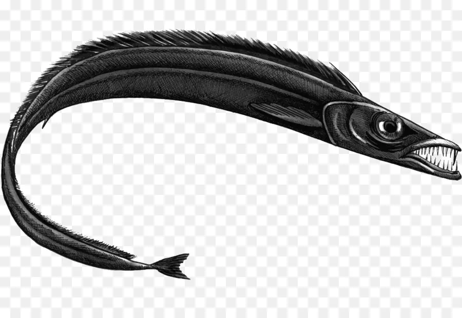 الأسود Scabbardfish，الأسماك PNG