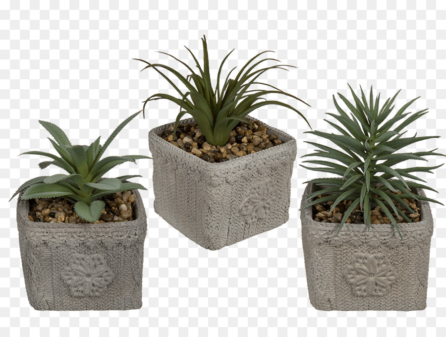 زهور，Cactaceae PNG