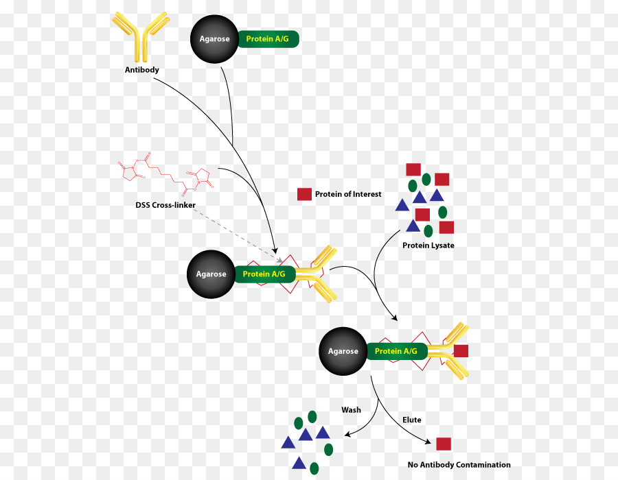 Immunoprecipitation，البروتين Ag PNG