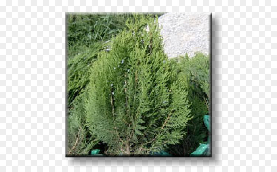 العرعر，Arborvitae PNG