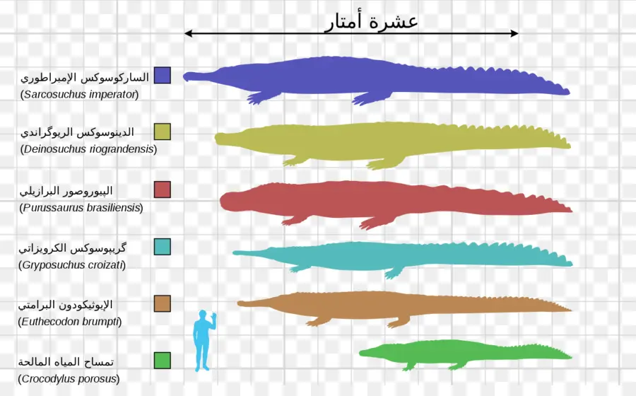 أحجام التماسيح，مقارنة PNG