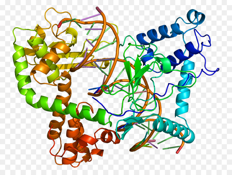 Topoisomerase，Top1 PNG