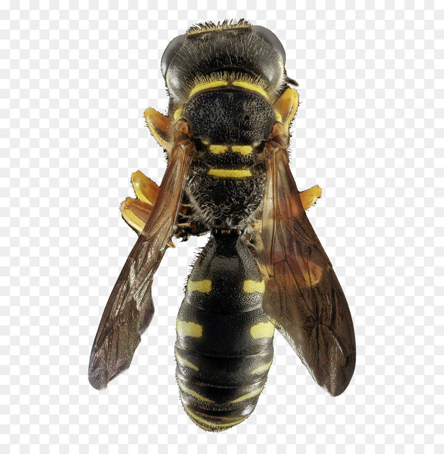 Abv مكافحة الآفات Windowcleaning，عسل النحل PNG