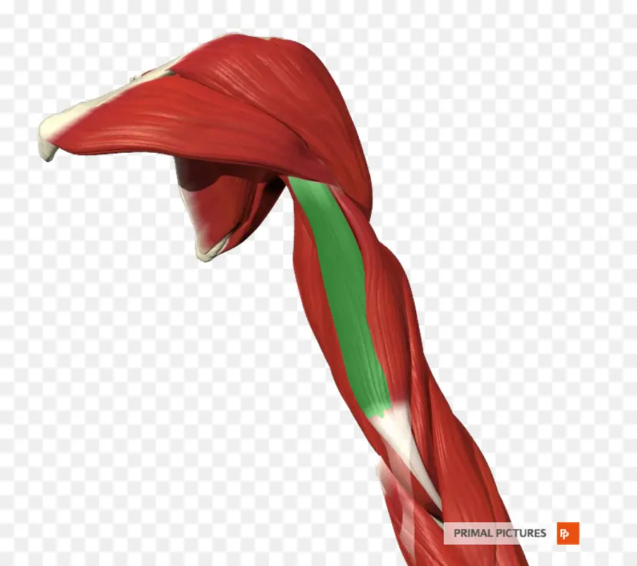 العضلات，الذراع PNG