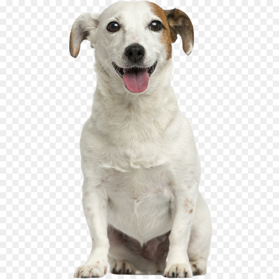 جاك راسل الكلب，الأسهم التصوير PNG