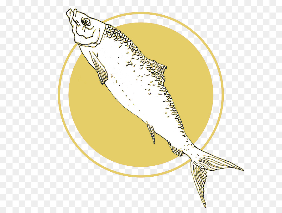 السردين，الأسماك PNG