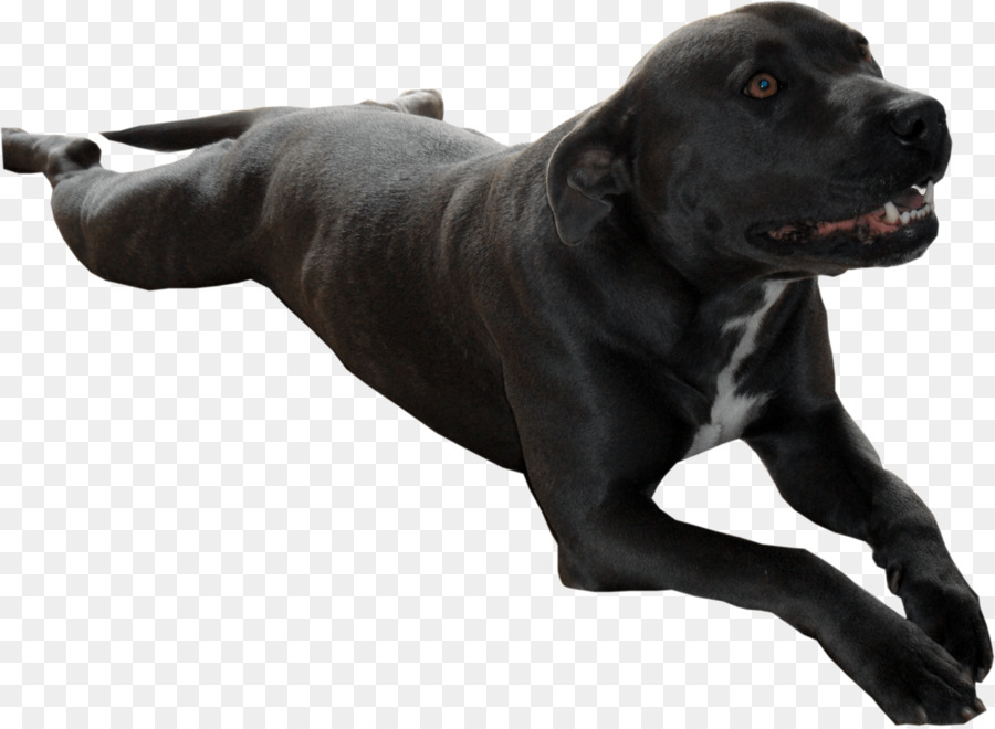 الكلب تولد，Cane Corso PNG