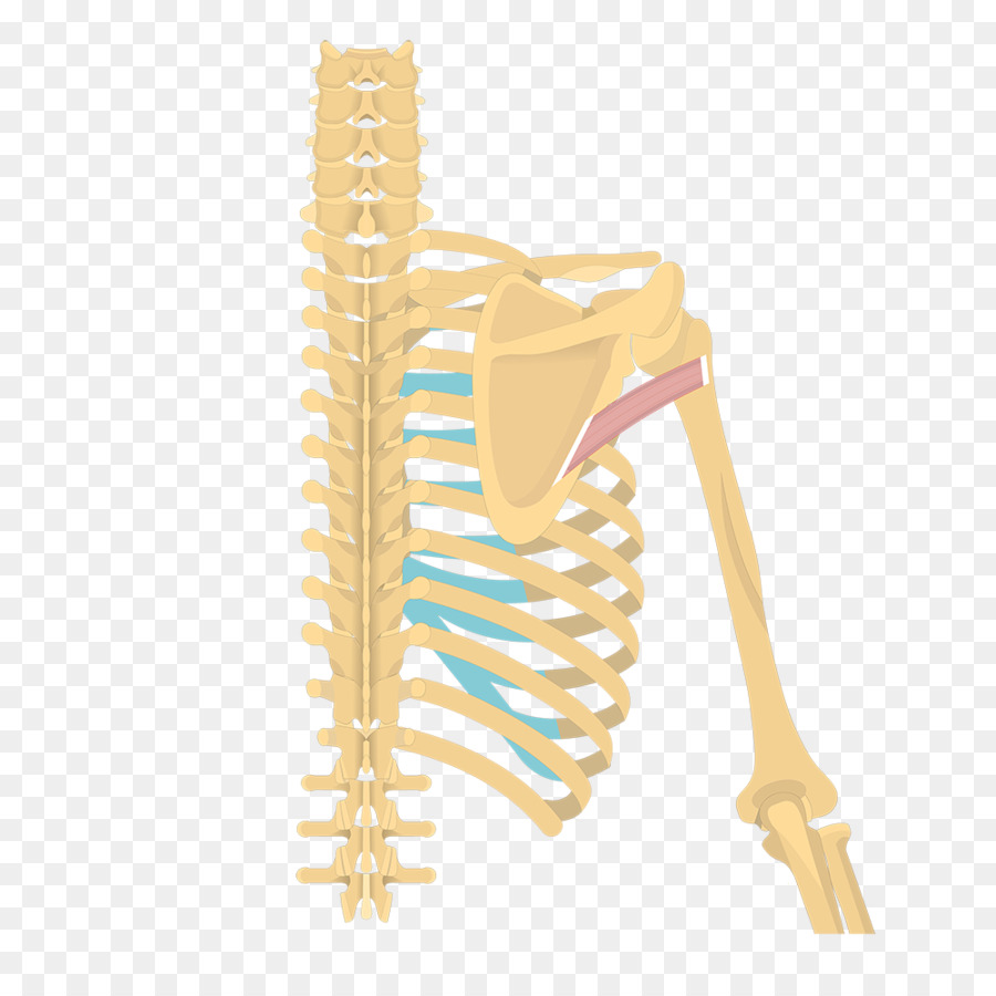 Latissimus Dorsi العضلات，تريس العضلات البسيطة PNG